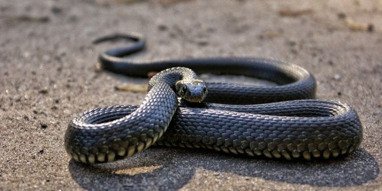 Bí ẩn nằm mơ thấy bắt rắn: Điềm báo bất ngờ