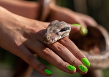 Nằm mơ thấy rắn cắn người thân: Bí ẩn bạn nên biết