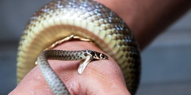 Nằm mơ thấy rắn cắn vào tay: Giải mã bí ẩn đằng sau giấc mơ