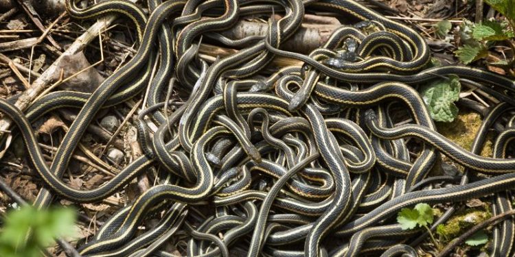 Nằm mơ thấy rất nhiều rắn: Điềm báo gì về cuộc sống của bạn?