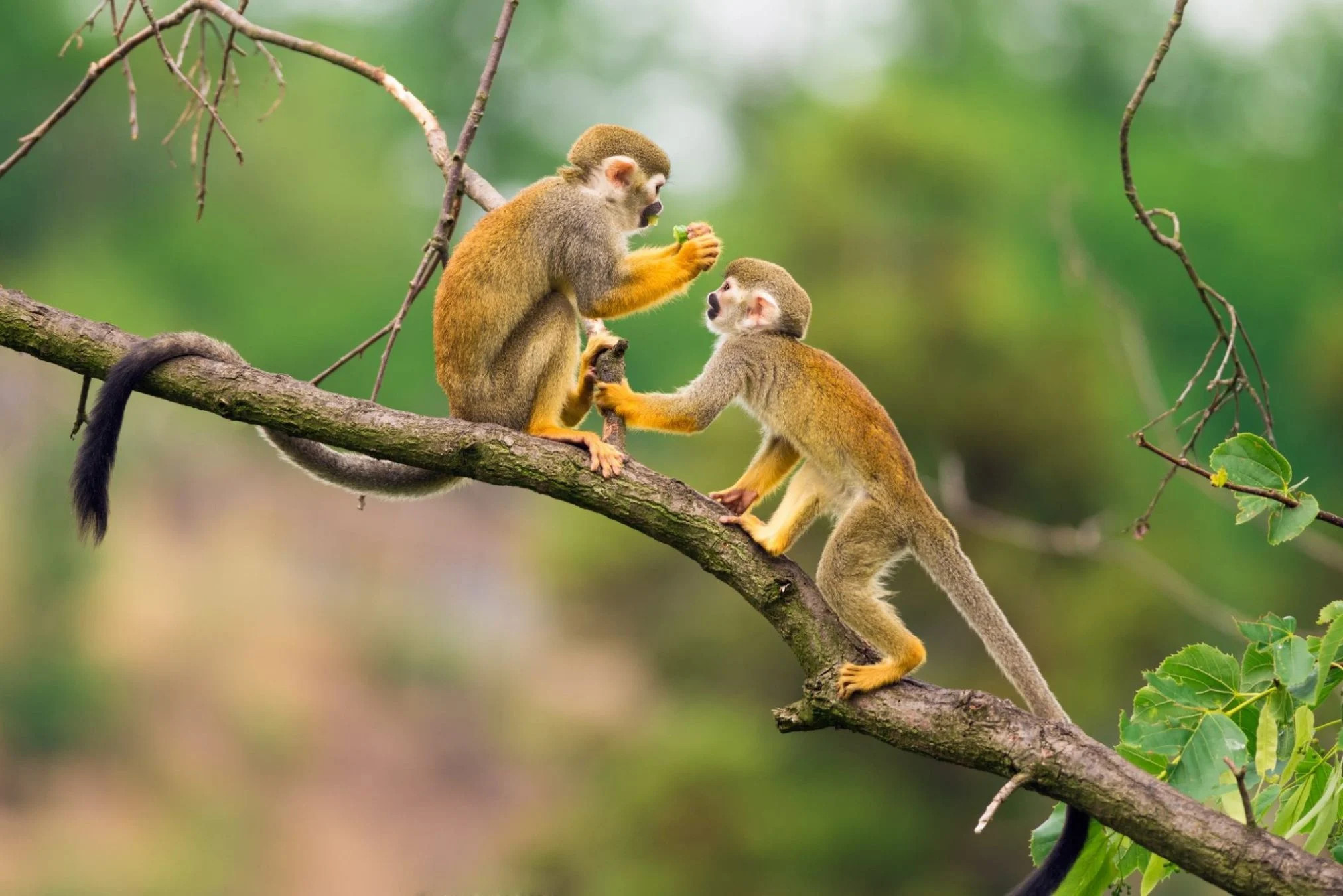 Sao Thái Âm Cát Tinh chiếu mệnh mang lại tài lộc cho Nữ Bính Thân
