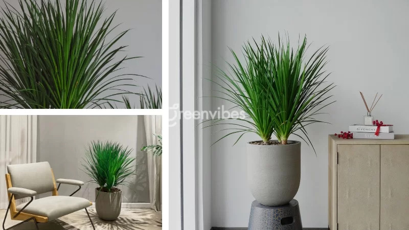 Cây phát tài núi mang đến cho chủ nhân Bính Tý sự nghiệp vững vàng, thuận lợi