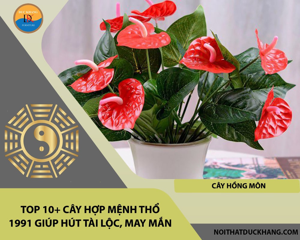 Cây Hồng Môn với hoa màu đỏ tượng trưng cho tình yêu và sự hiếu khách