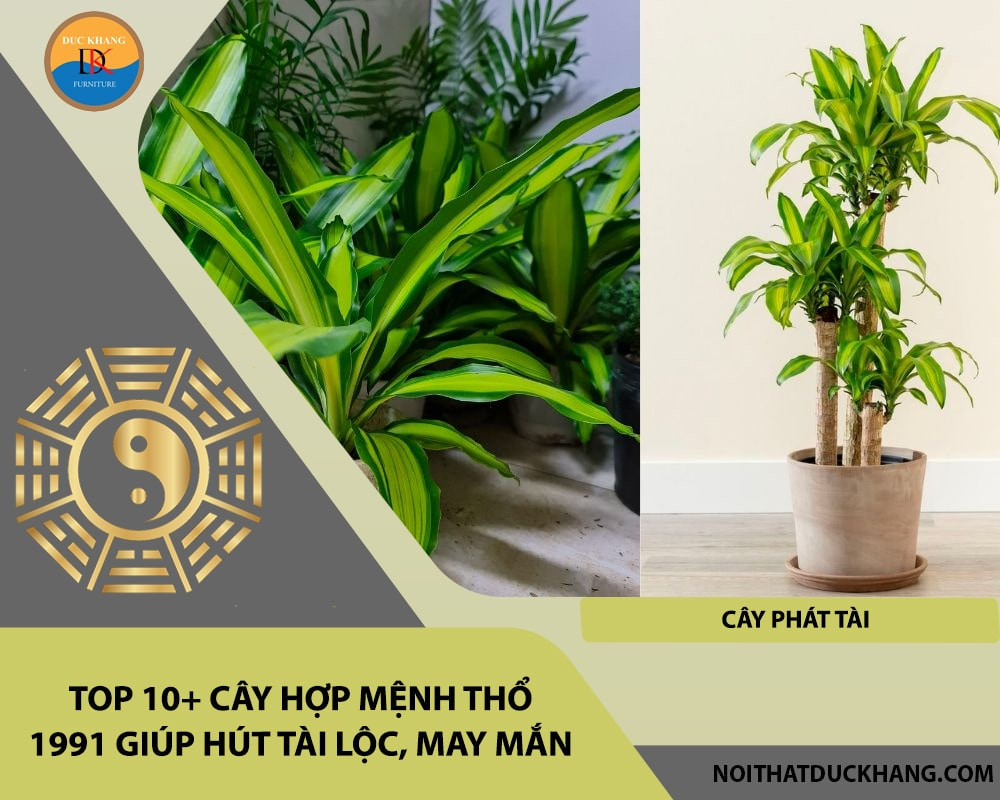 Cây Phát Tài tượng trưng cho sự giàu có và thịnh vượng