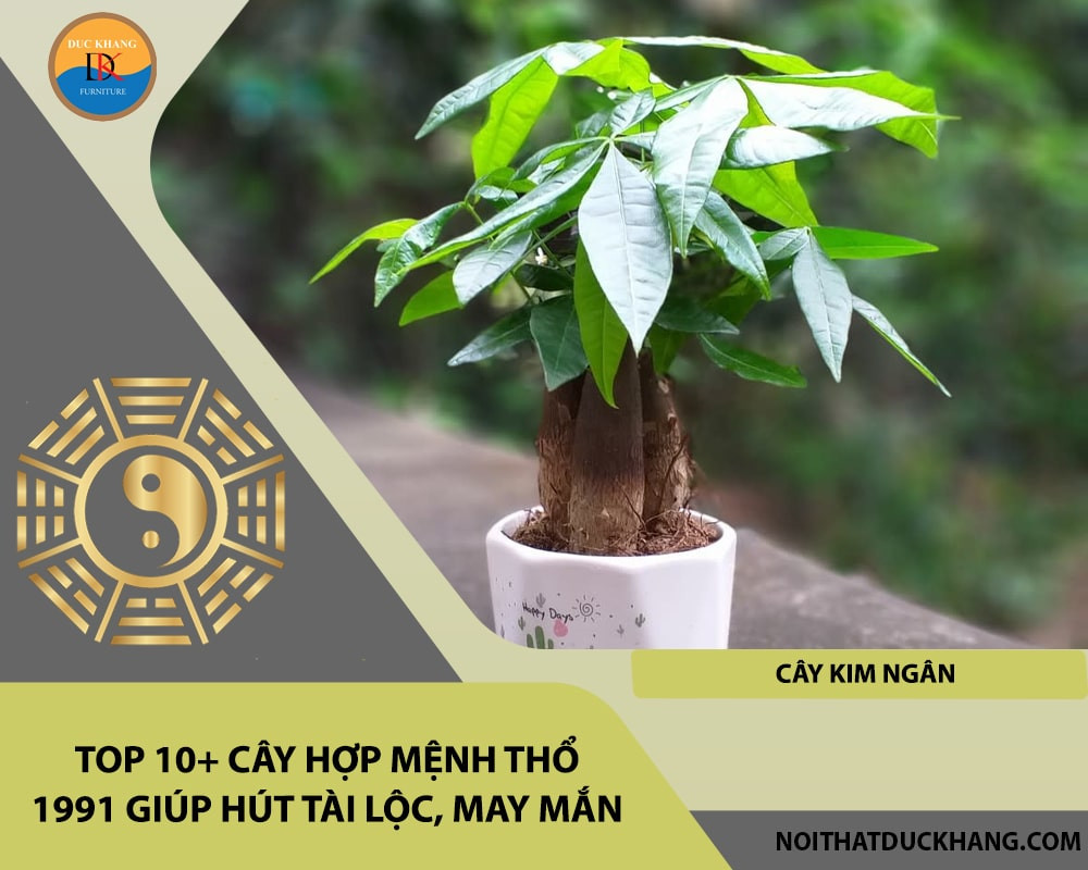 Cây Kim Ngân được xem là biểu tượng của tiền bạc và sự thịnh vượng