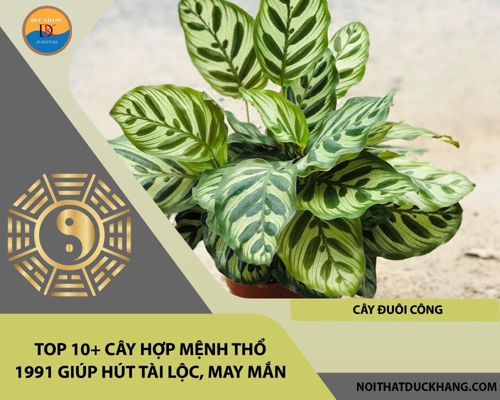 Cây Đuôi Công với mặt dưới lá màu đỏ tím tương sinh mệnh Thổ