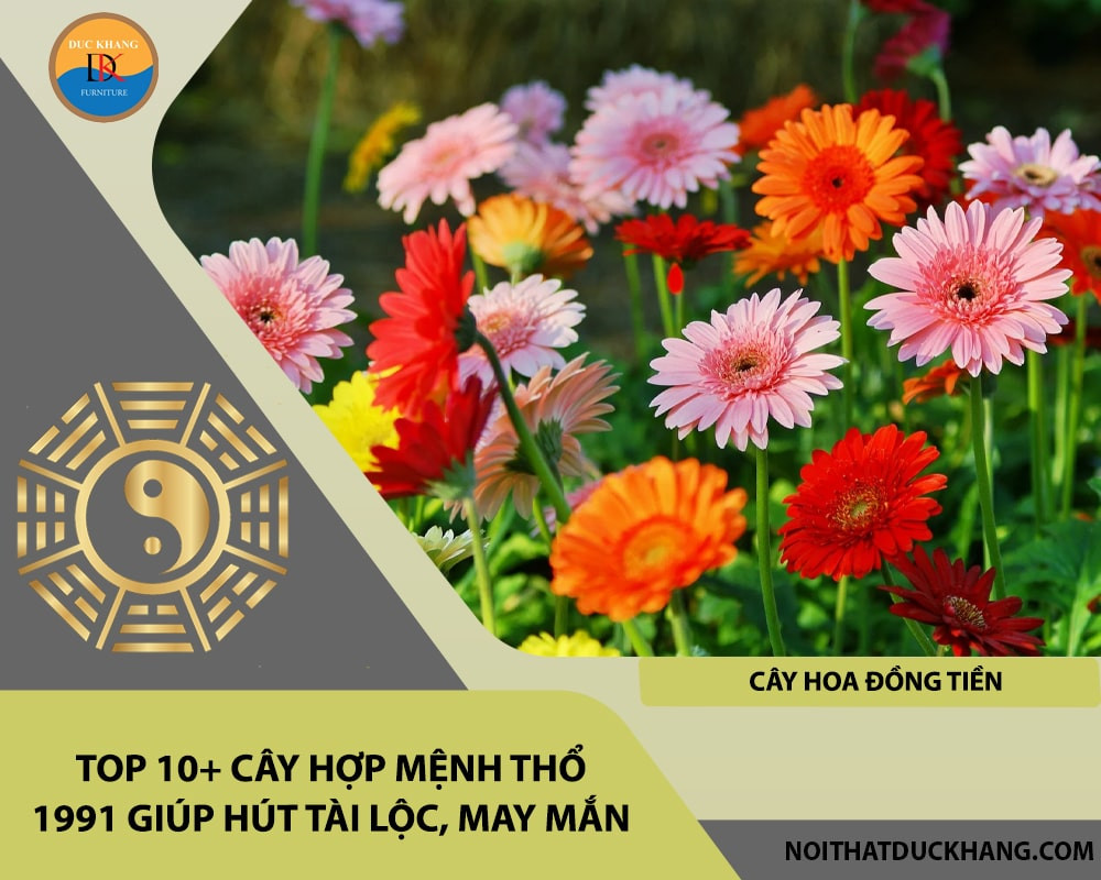 Cây Hoa Đồng Tiền tượng trưng cho sự giàu có và tài lộc dồi dào