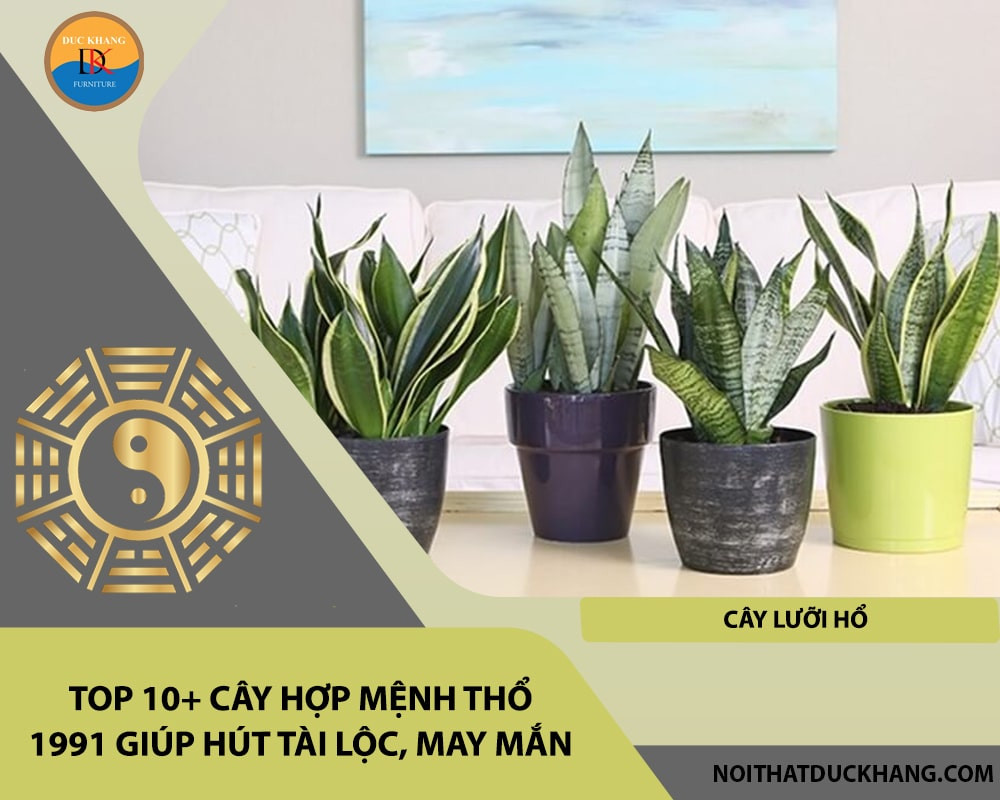 Cây Lưỡi Hổ Viền Vàng rất hợp với mệnh Thổ 1991