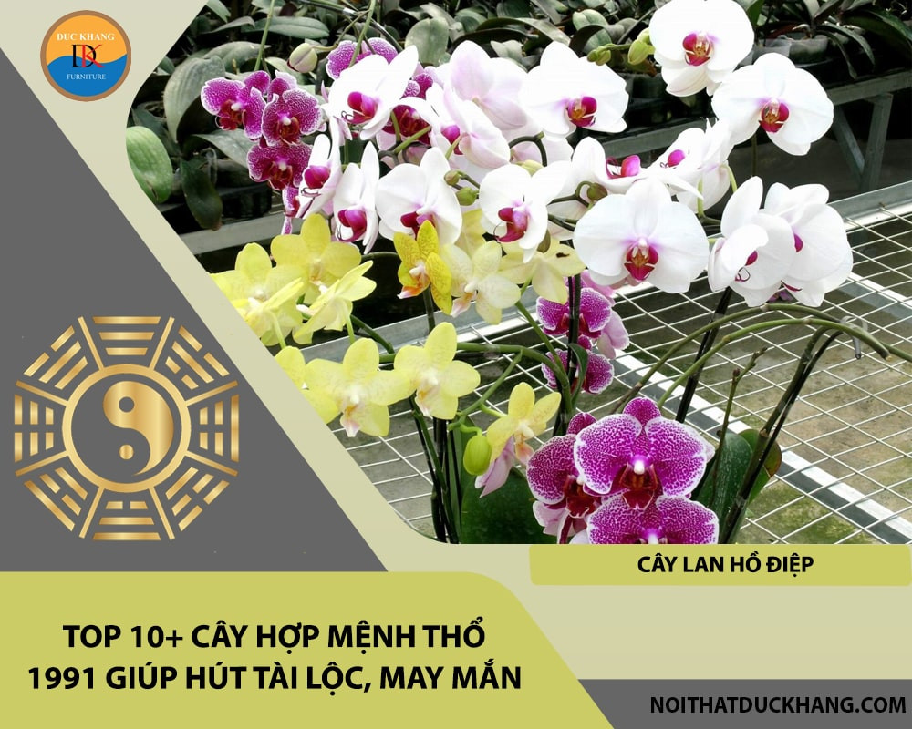 Cây Lan Hồ Điệp màu sắc rực rỡ tượng trưng cho sự sang trọng, quý phái