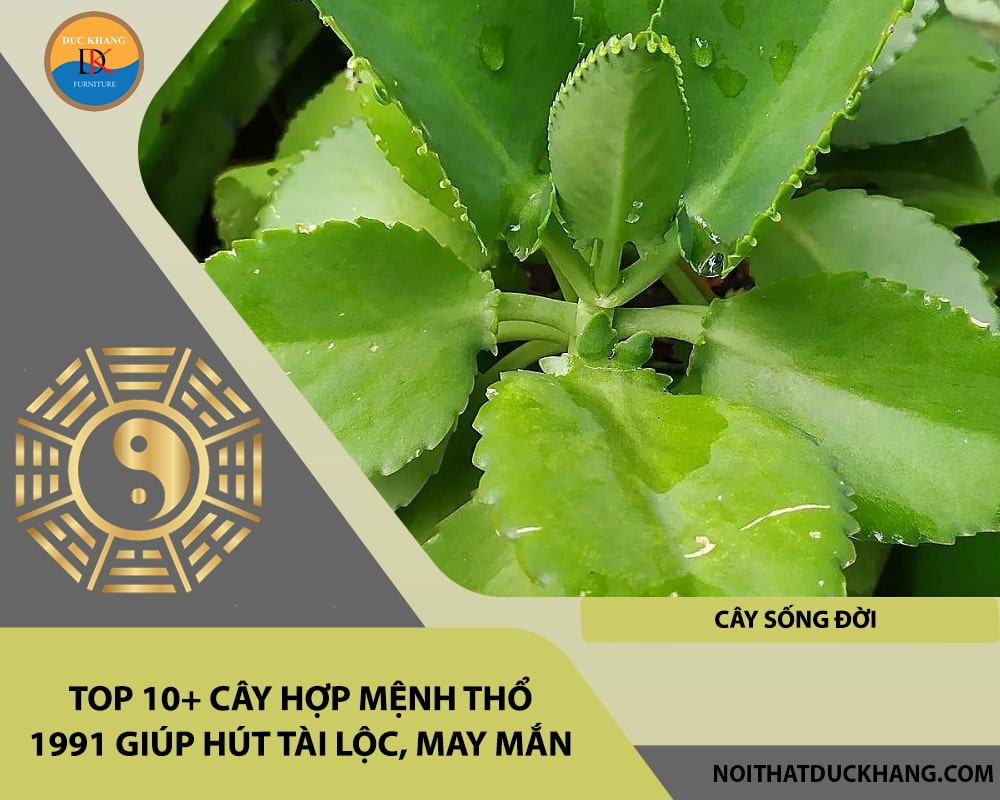 Cây Sống Đời tượng trưng cho sự trường thọ và sinh sôi nảy nở