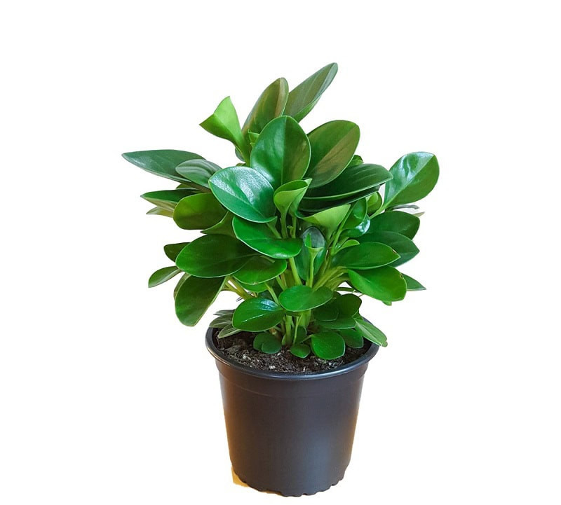 Cây trường sinh