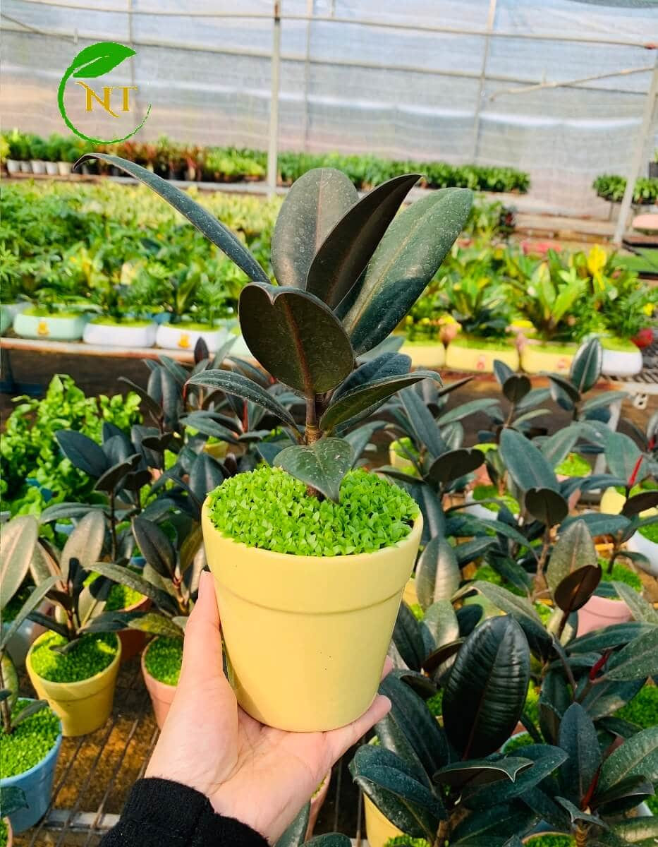 Chậu cây Đa búp đỏ ly nền cổ – DBDCL01