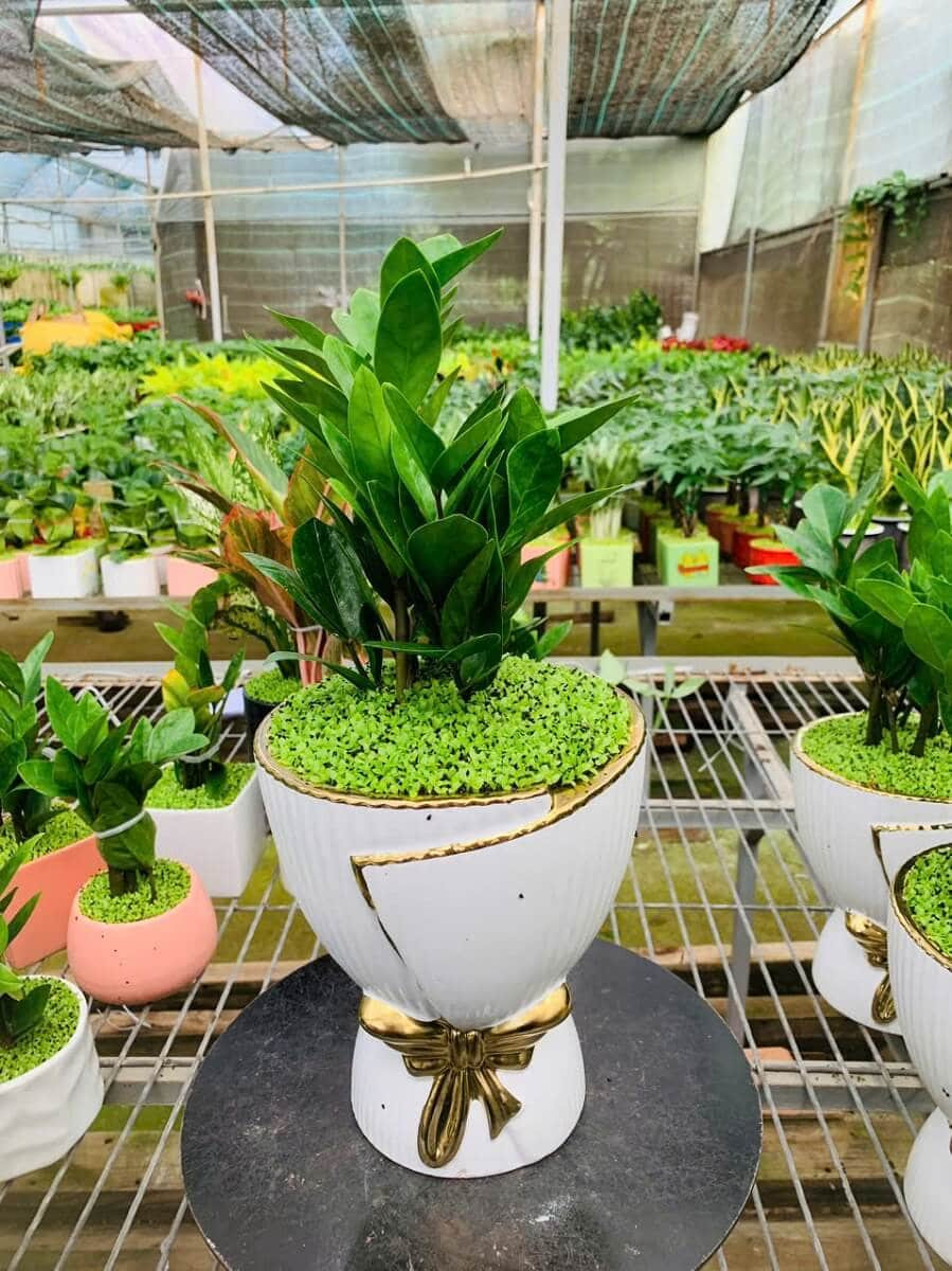 Chậu Kim tiền nở chậu lớn nền cỏ