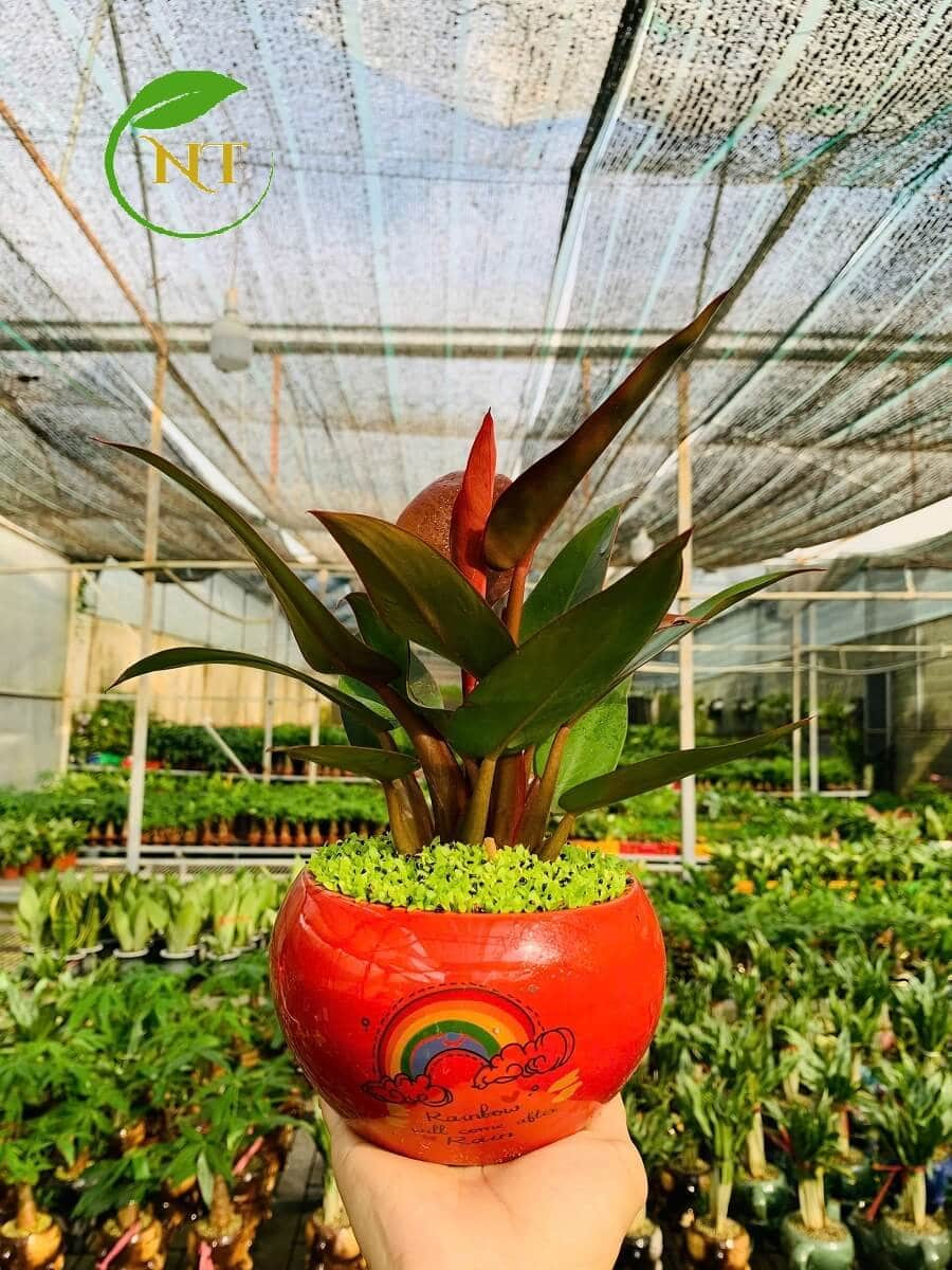 Chậu cây Trầu bà Đế vương đỏ quả hồng hoa văn nền cổ