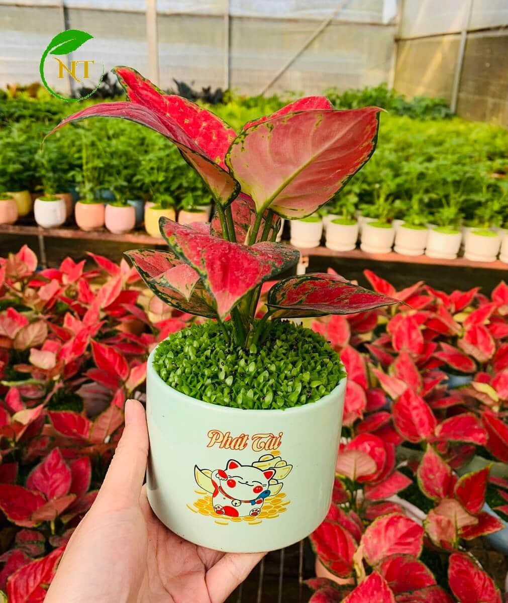 Chậu cây Vạn lộc thái trụ cao hoa văn nền cổ