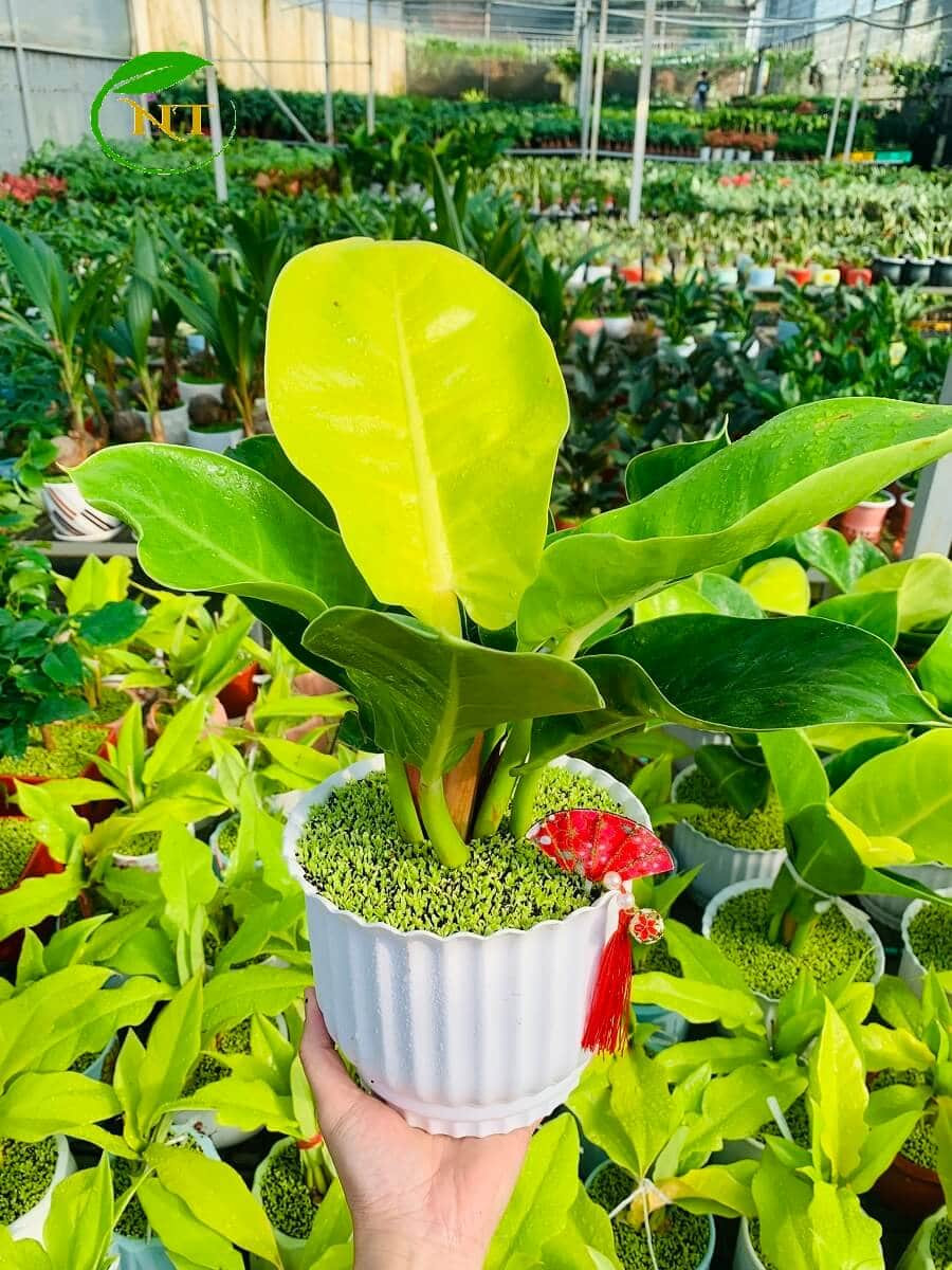 Chậu cây Đế vương vàng bo sọc nền cổ