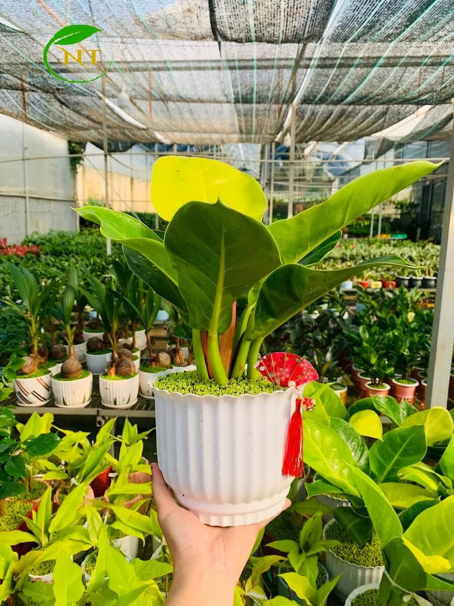 Chậu cây Đế vương vàng bo sọc nền cỏ