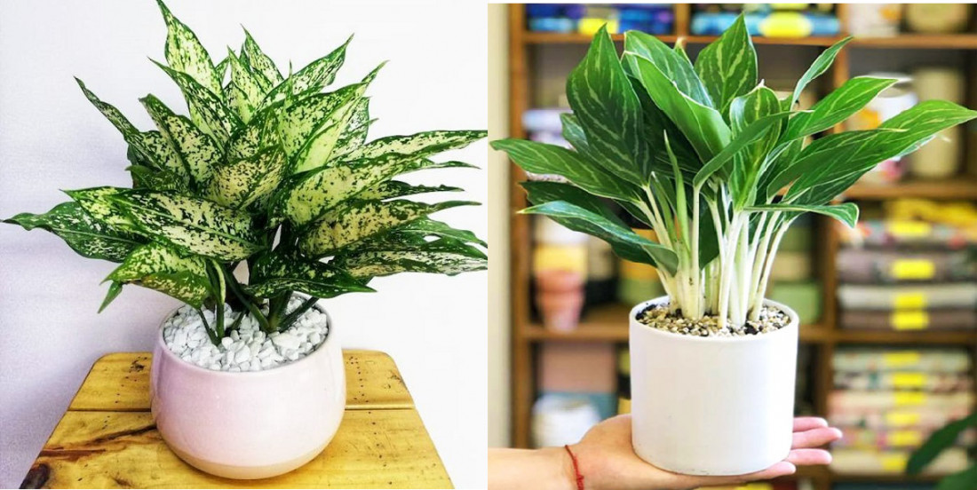 Cây Bạch Mã Hoàng Tử, mang lại vượng khí cho người mệnh Kim