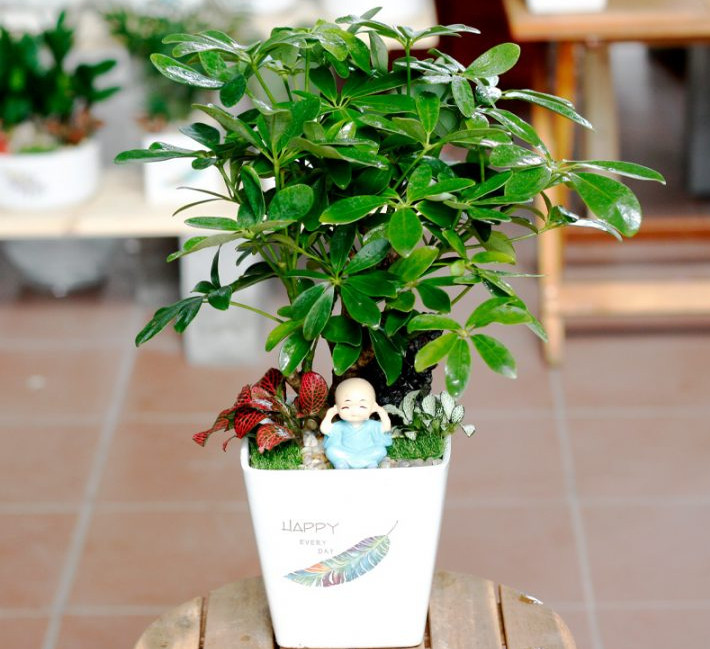 Cây Ngọc Bích, loại cây mọng nước hợp mệnh Mộc cho tuổi Tân Dậu