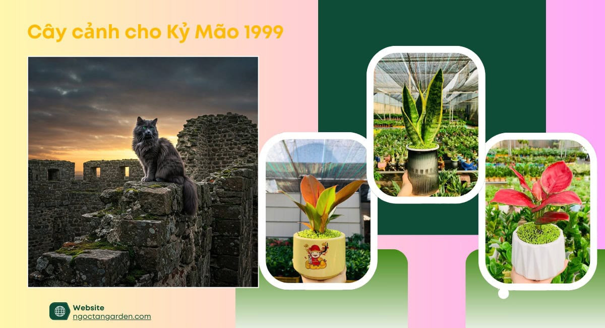Kỷ Mão 1999 hợp cây gì