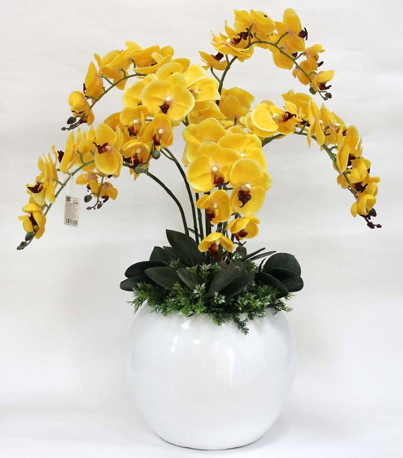 Hoa Lan hồ điệp vàng