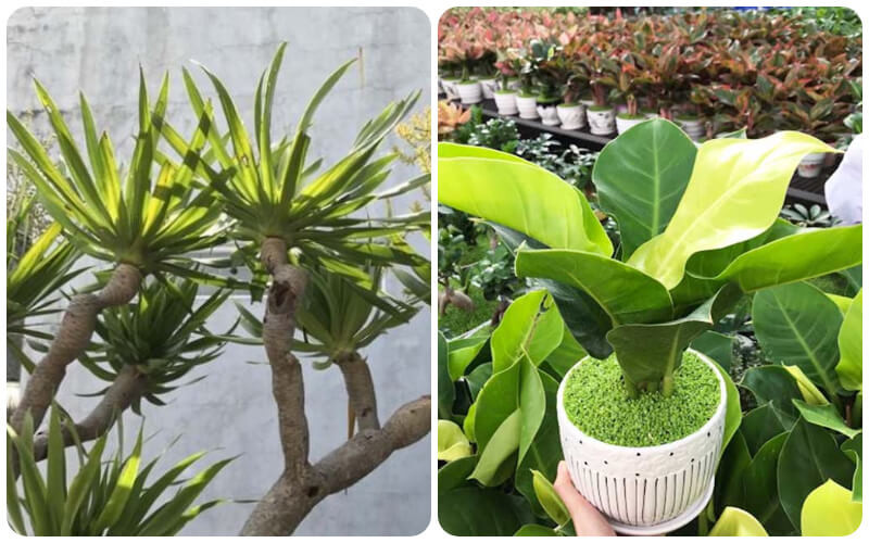 Cây Phát Tài núi và Cây Trầu bà đế vương vàng hợp với mệnh Kim, Thổ