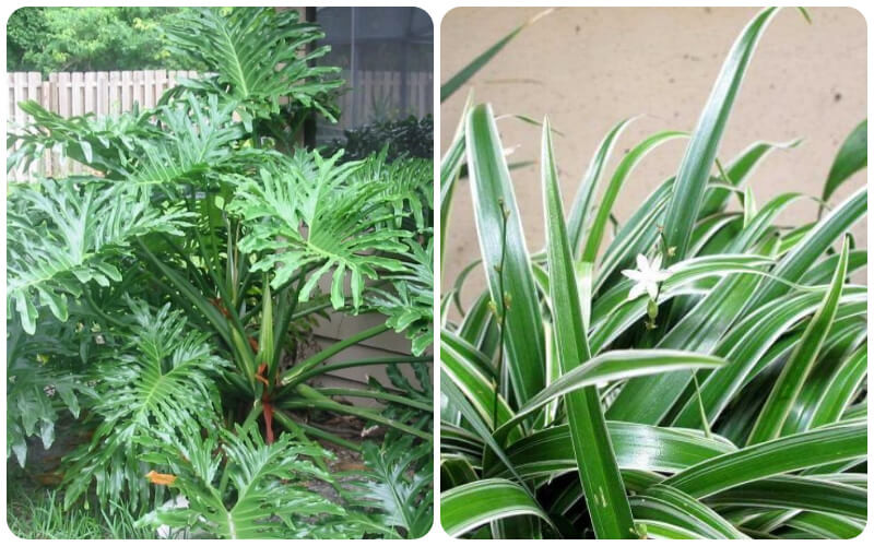 Cây Trầu bà tay phật và Cây Lan chỉ có tác dụng thanh lọc không khí và thu hút tài lộc