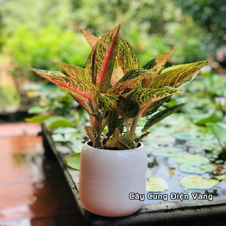 Lựa chọn cây cảnh phong thủy cho người tuổi Tuất