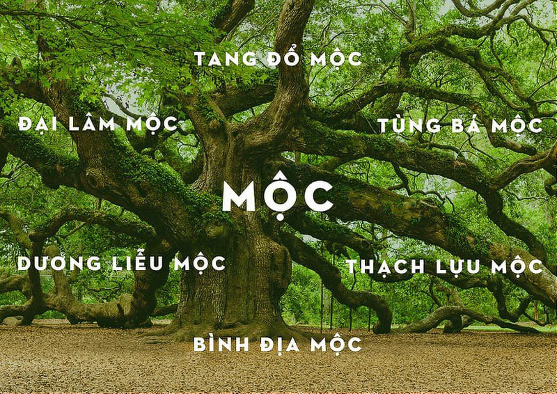 Mệnh Mộc sẽ tương sinh – tương khắc với màu nào?