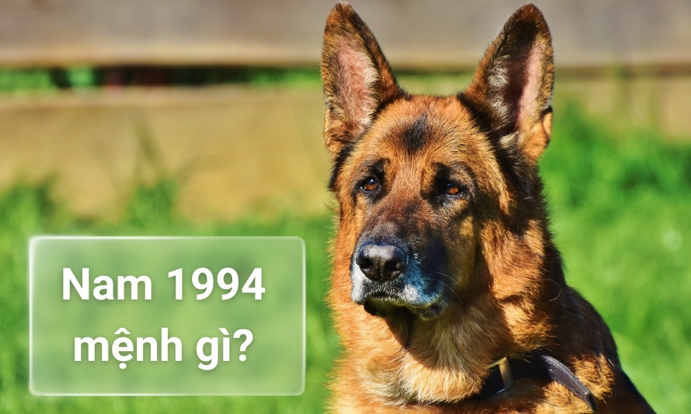 Biết nam 1994 mệnh gì giúp giải đáp năm 1994 lấy vợ tuổi nào thì hợp