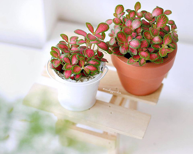 Cây cẩm nhung đỏ được cho là cây tuổi Sửu hợp mệnh Thổ