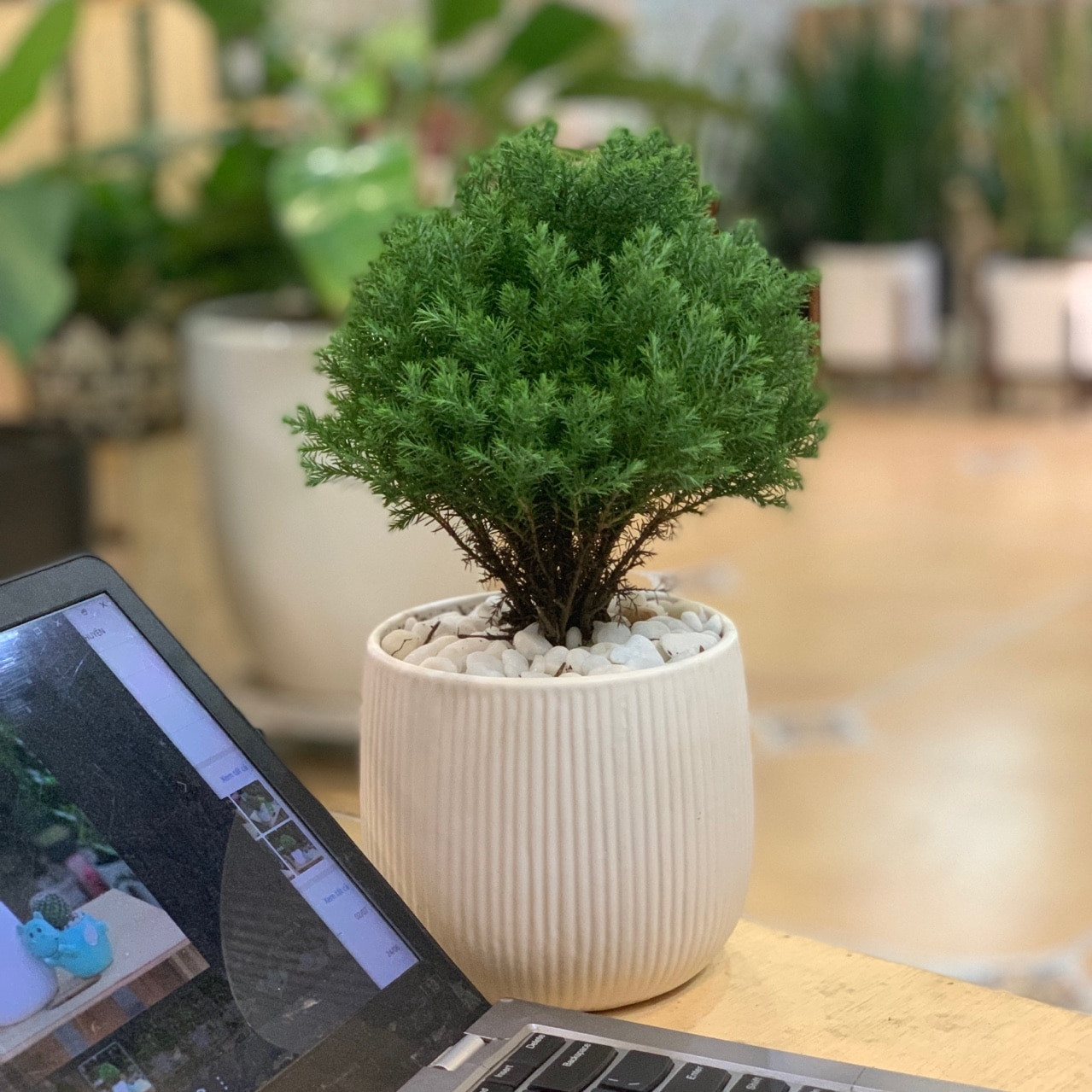 Hình ảnh: Cây Tùng Bồng Lai hợp tuổi Đinh Sửu - một trong những lựa chọn tối ưu cho người mệnh Thủy