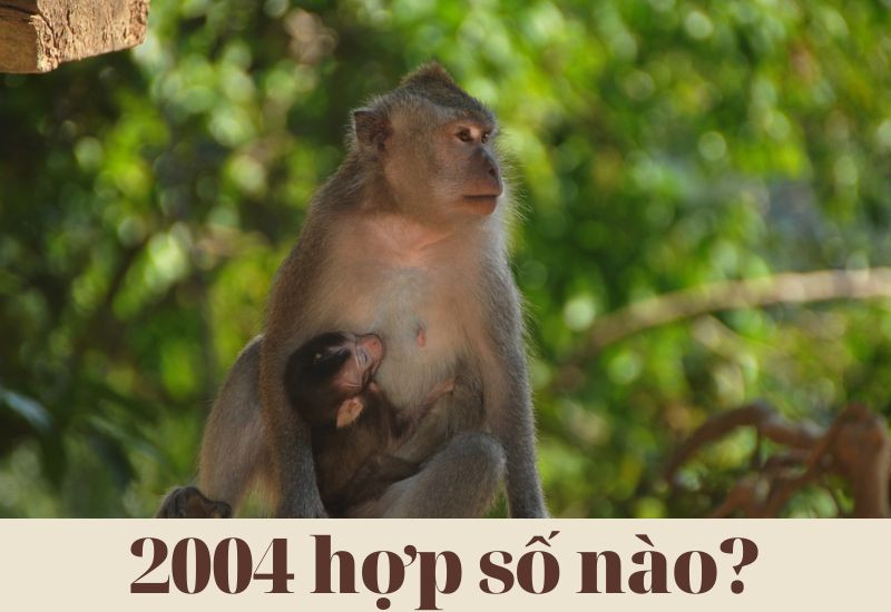 Hình ảnh minh họa các con số may mắn trong phong thủy, gợi ý cho người sinh năm 2004