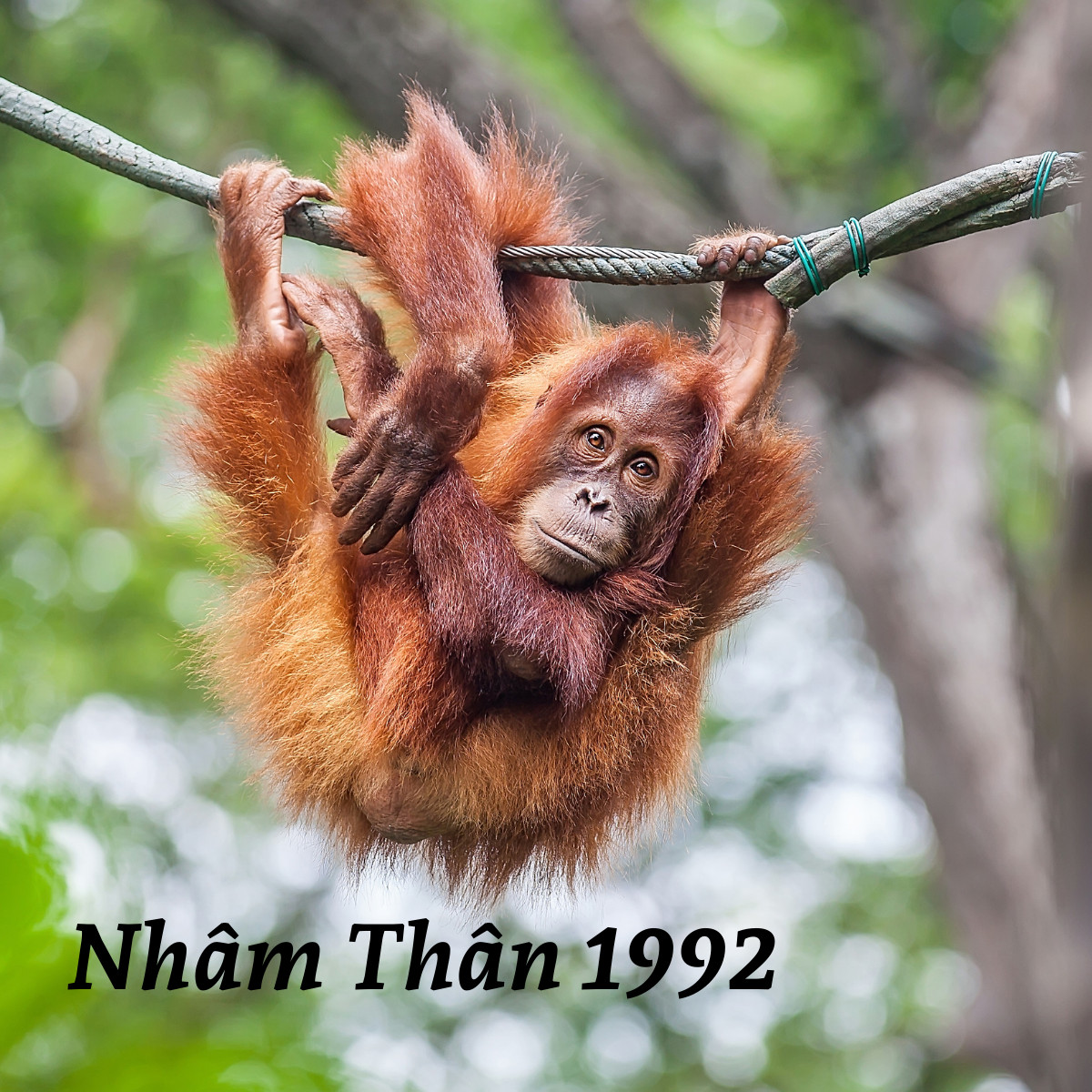 Thiên Can Nhâm, Địa Chi Thân xác định tuổi của người sinh năm 1992