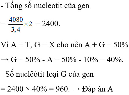 Sơ đồ minh họa cấu trúc gen và các loại nucleotide