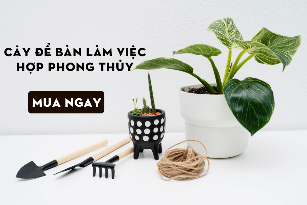 Chậu cây cảnh đặt trên bàn làm việc, mang lại năng lượng tích cực