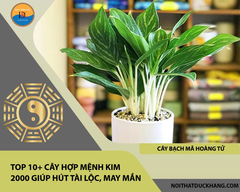 Cây Bạch Mã Hoàng Tử với lá xanh đậm và thân trắng tinh tế