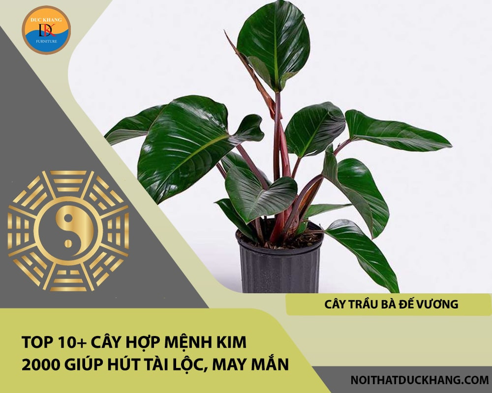 Cây Trầu Bà Đế Vương với lá xanh bóng, mạnh mẽ và uy nghi