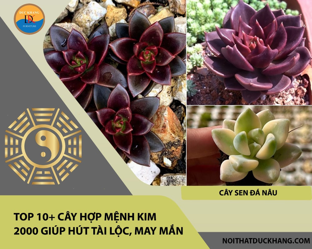 Cây Sen Đá Nâu với sắc lá chuyển màu từ xanh sang nâu đất độc đáo