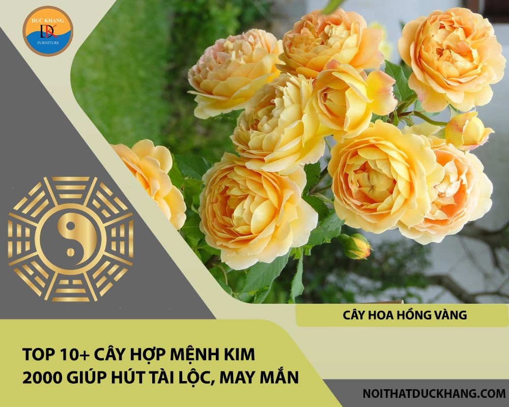 Cây Hoa Hồng Vàng nở rộ, mang sắc thái tươi sáng và rực rỡ