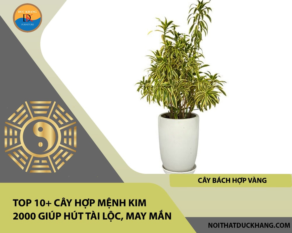 Cây Bách Hợp Vàng với những bông hoa hình chuông nở rộ