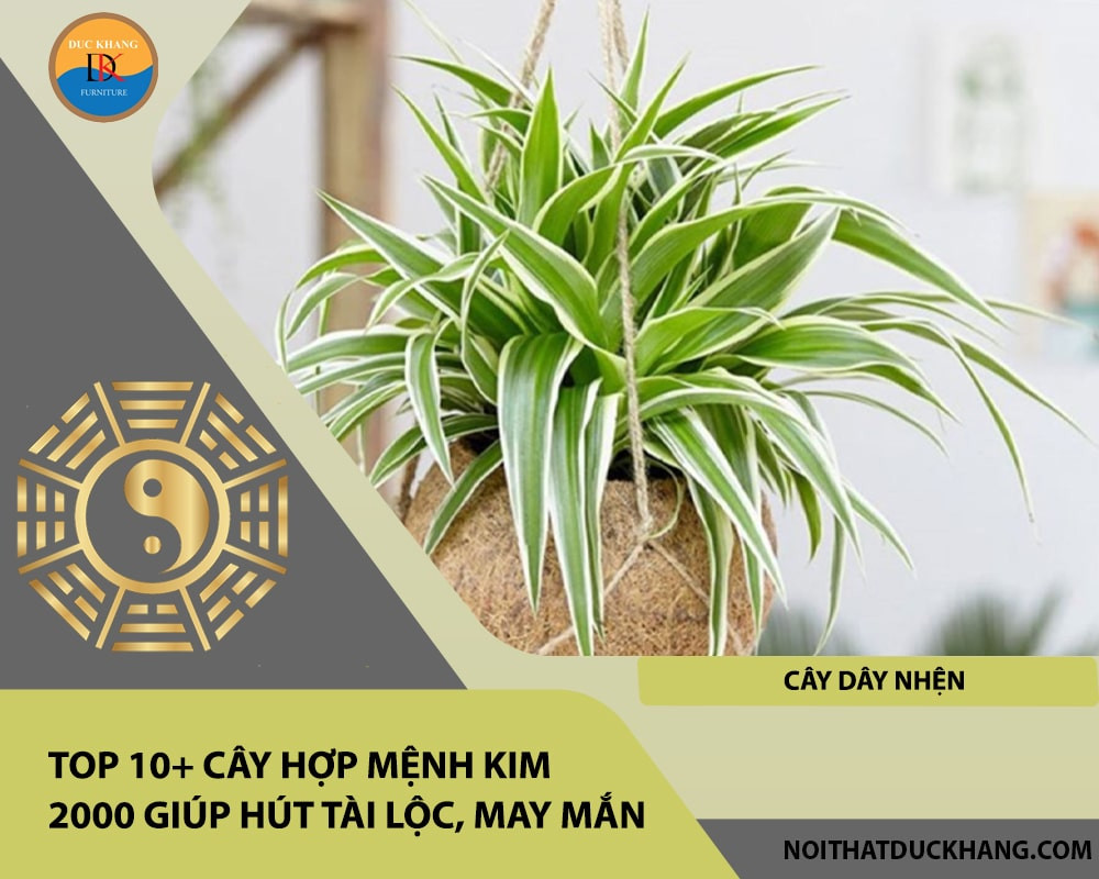 Cây Dây Nhện với những chiếc lá sọc xanh vàng rủ xuống duyên dáng