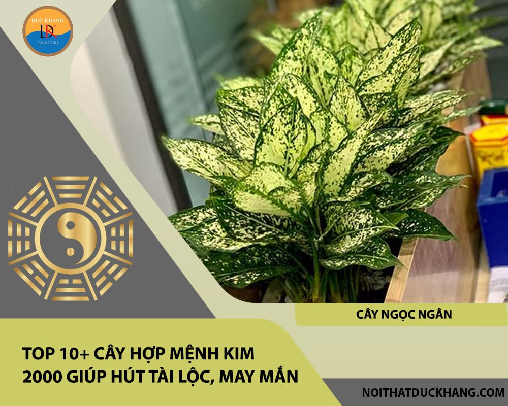 Cây Ngọc Ngân với những đường vân lá tinh tế, tạo vẻ đẹp độc đáo