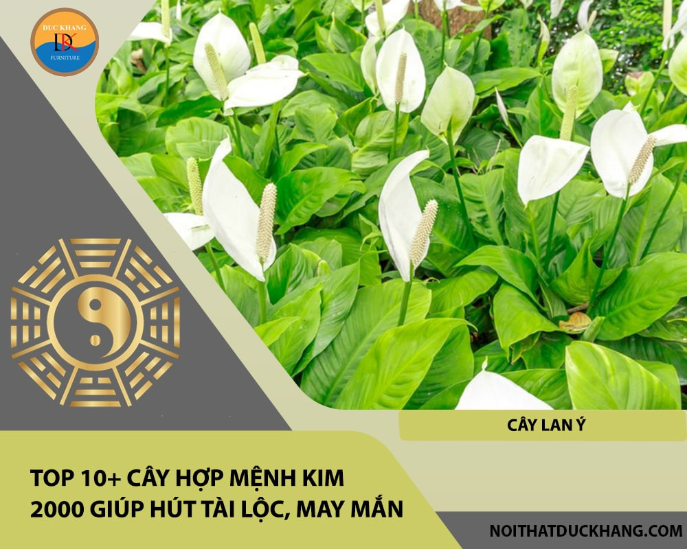 Cây Lan Ý với bông hoa trắng tinh khôi vươn mình giữa những tán lá xanh