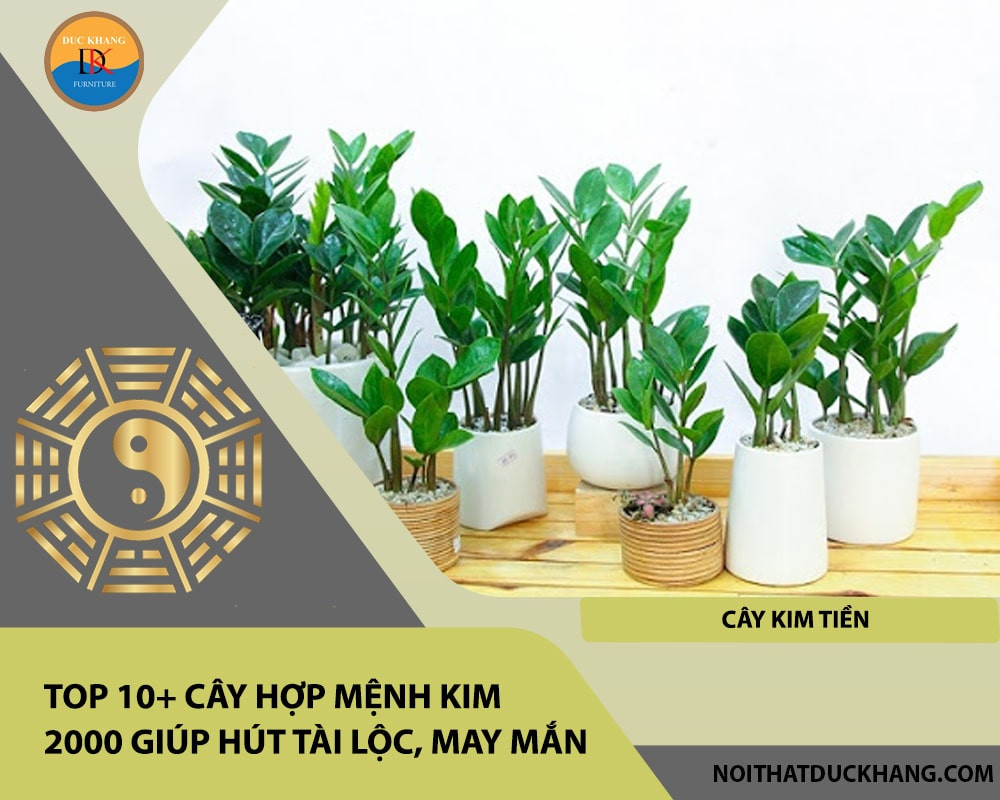 Cây Kim Tiền với những thân lá xanh mướt vươn cao, tượng trưng cho tiền bạc