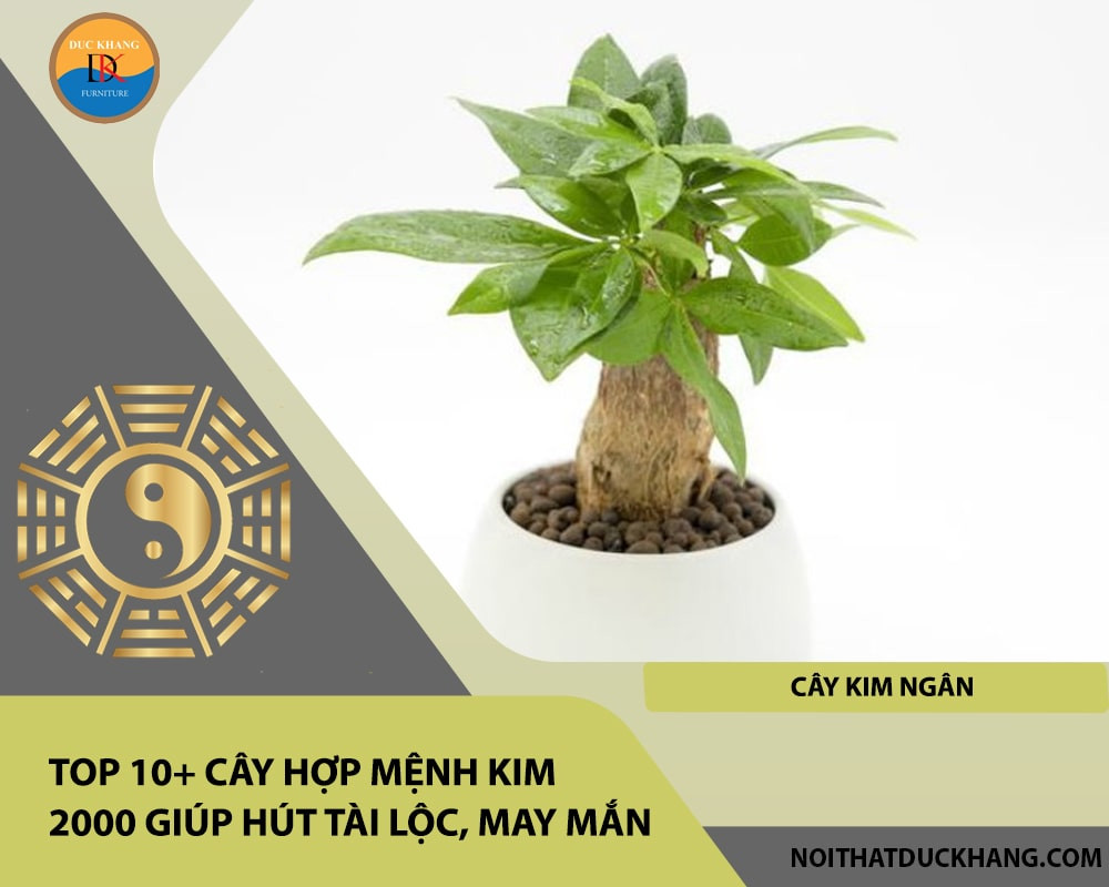 Cây Kim Ngân với thân cây bện xoắn độc đáo và tán lá xanh tươi