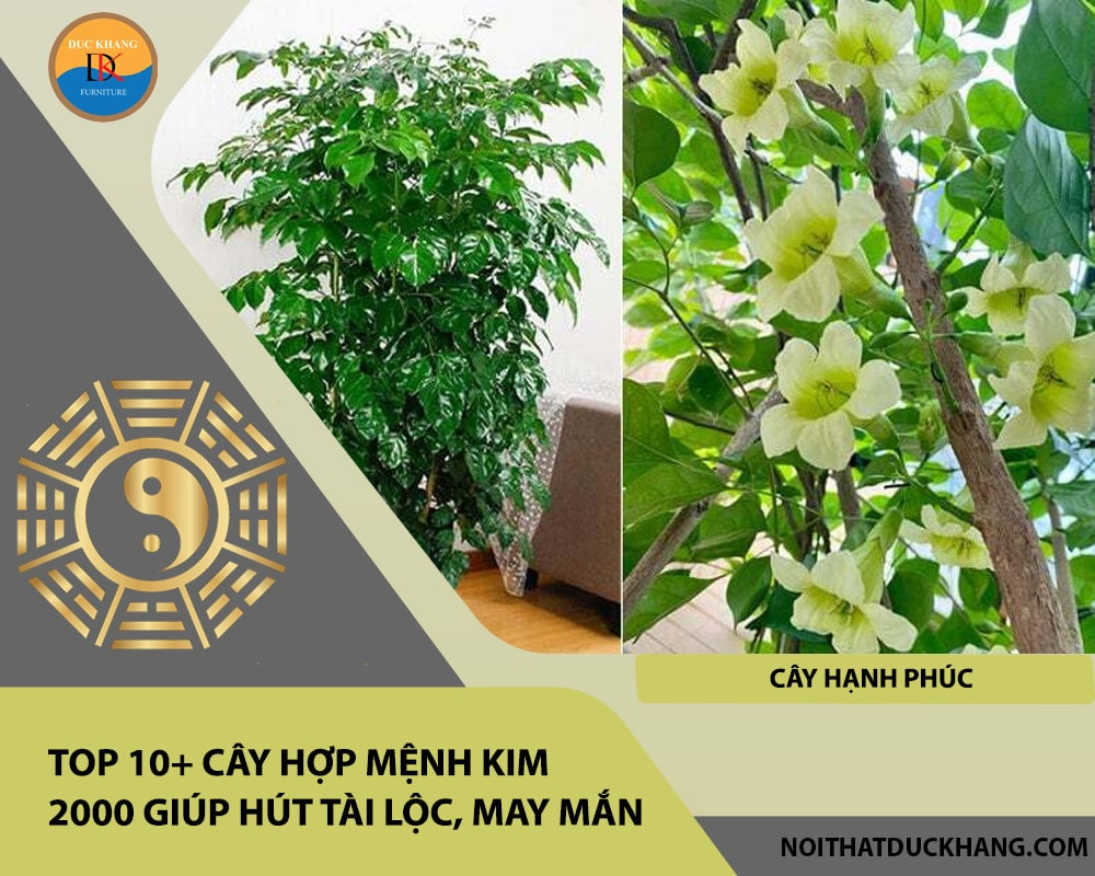 Cây Hạnh Phúc với tán lá xanh mướt, biểu tượng của sự ấm áp và bình an gia đình