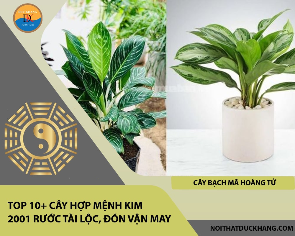 Cây Bạch Mã Hoàng Tử với tán lá xanh đậm và thân trắng ngà