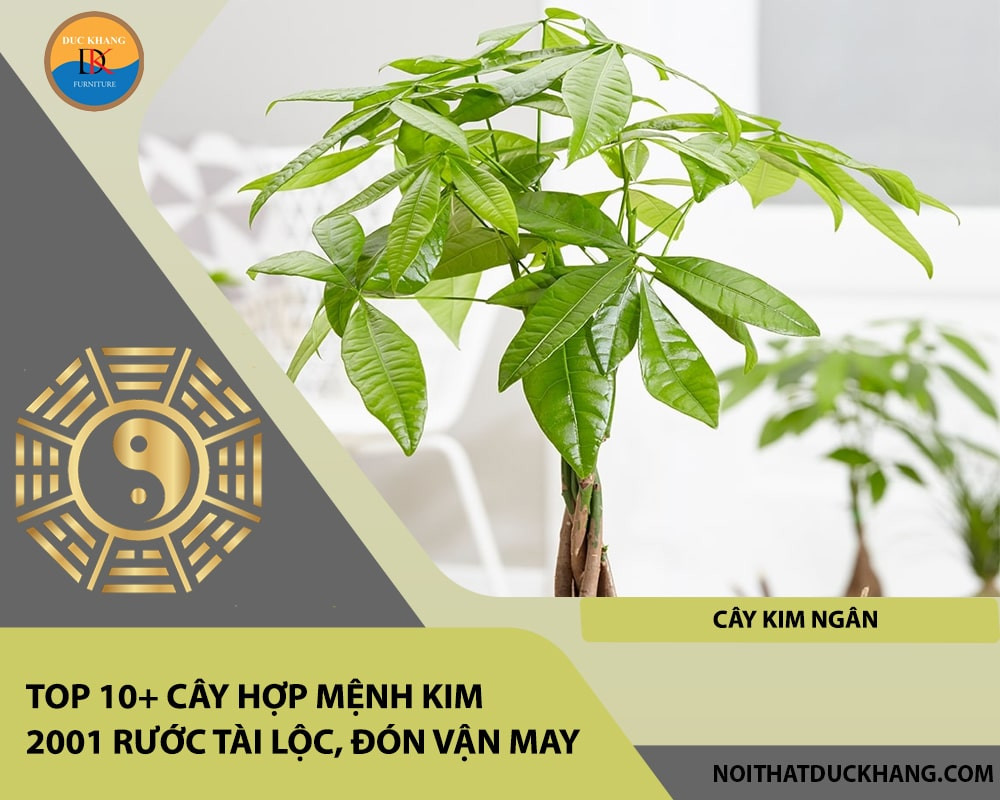 Cây Kim Ngân với dáng vẻ tươi tốt, tượng trưng cho tài lộc và thịnh vượng