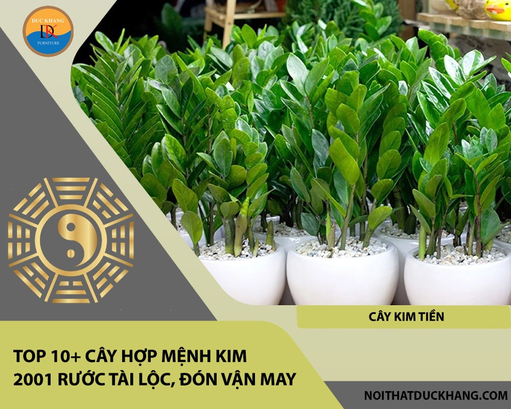Chậu cây Kim Tiền với lá xanh mướt, tượng trưng cho sự phú quý